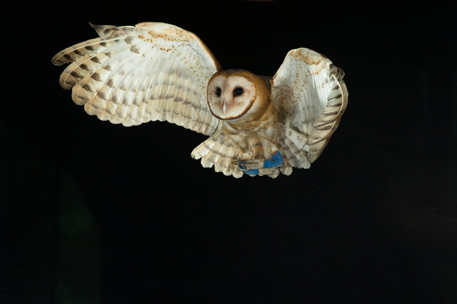 Eligance loris.