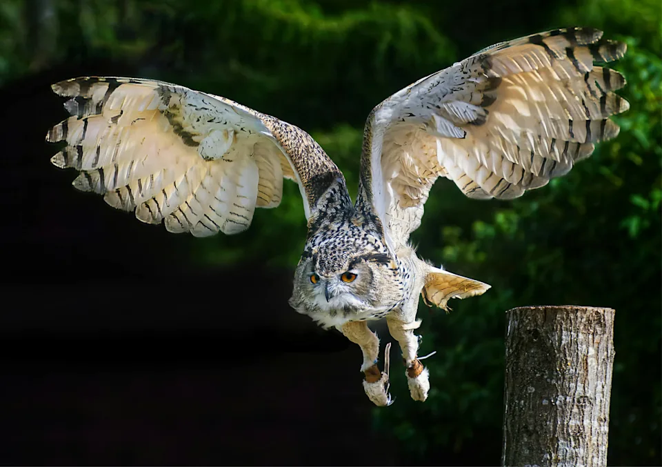 Eligance loris.
